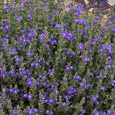 Smoky Hills Skullcap